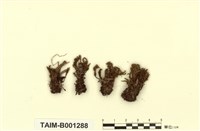 藏品(提燈苔屬)的圖片